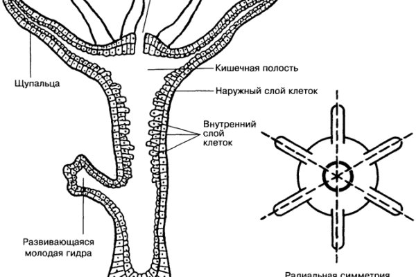 Купить гашиш онлайн